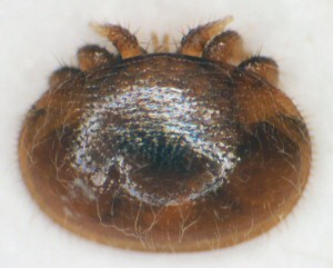 Varroa Mite.