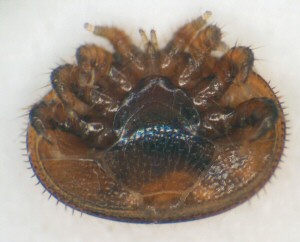 Varroa Mite.