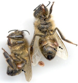 Varroa Mites on Honeybees.