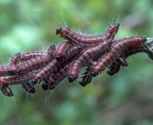 Walnut Caterpillars.