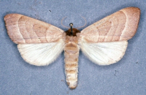 Adult Walnut Caterpillar.