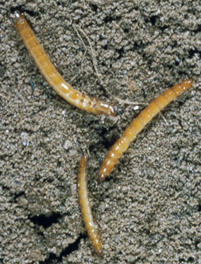 Wireworms | Oklahoma State University