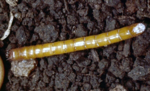 A wireworm.