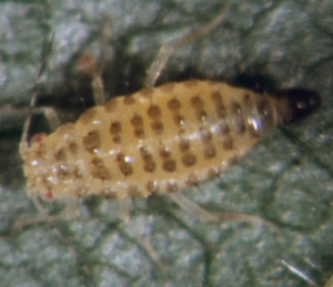 Yellow Pecan Aphid.