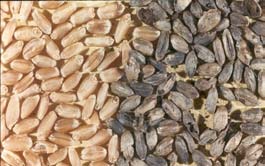 Healthy and common bunted grain kernels.