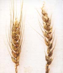 Healthy and common bunted wheat head.