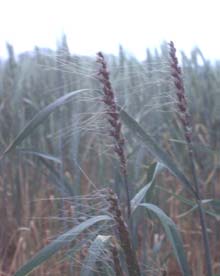 Loose smut of wheat.