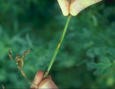 Close up of alfalfa anthracnose. 