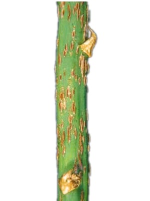 Asparagus rust. Asparagus rust.