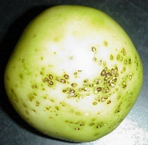 Bacterial speck on tomatoes. 