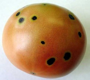 Spots on tomatoes. 
