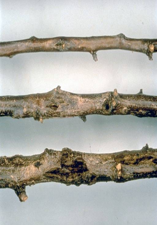 Bacterial spot on branches. Bacterial spot on branches.