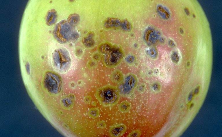 Bacterial spot of stone fruits. Bacterial spot of stone fruits.