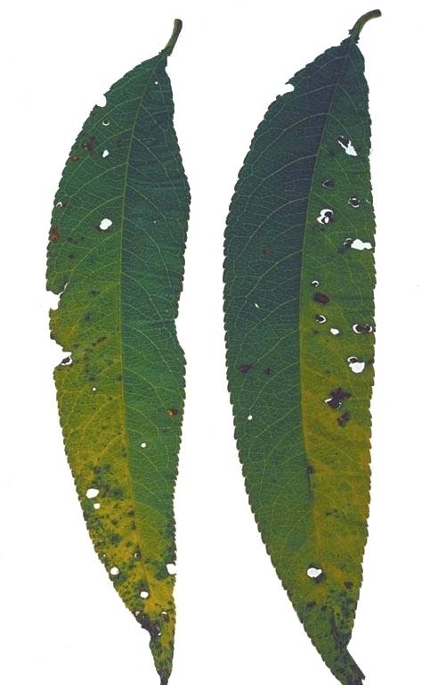 Leaf spot of stone fruits. Leaf spot of stone fruits.