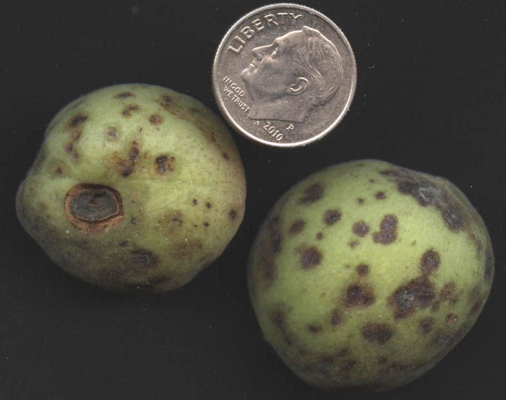 Bacterial spot of stone fruits next to a quarter. Bacterial spot of stone fruits next to a quarter.
