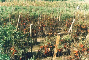 Bacterial wilt of tomatoes. 