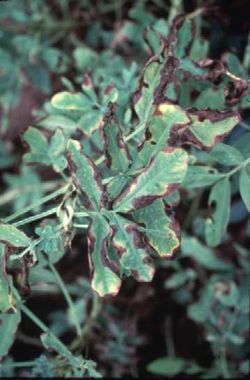 Soybean leaves with charcoal rot. Soybean leaves with charcoal rot.