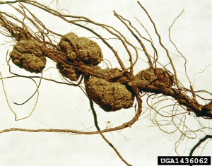 Crown Gall