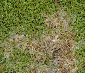 Dollar Spot of Turfgrass