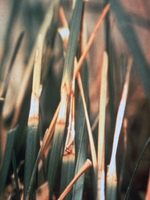 Dollar Spot of Turfgrass