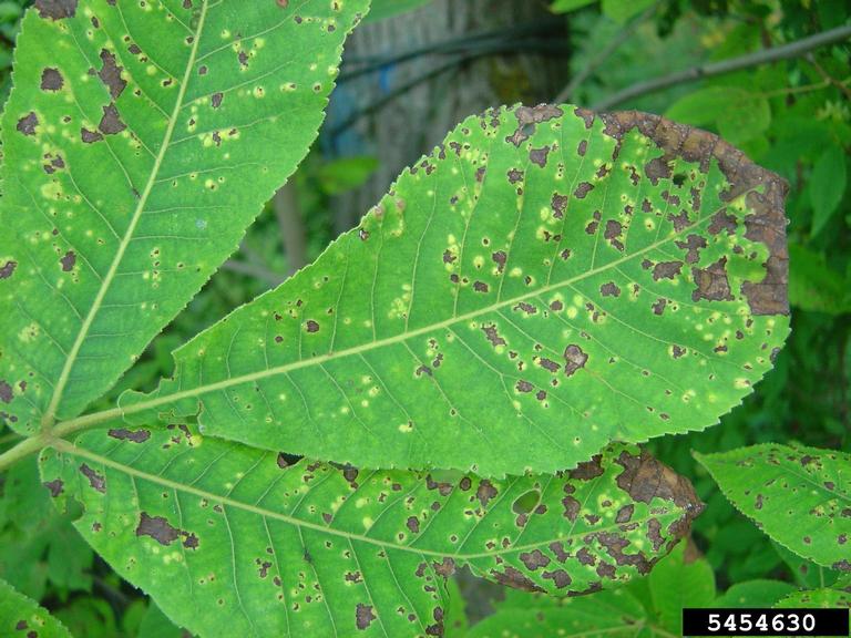 Downy Leaf Spot of Hickory and Walnut