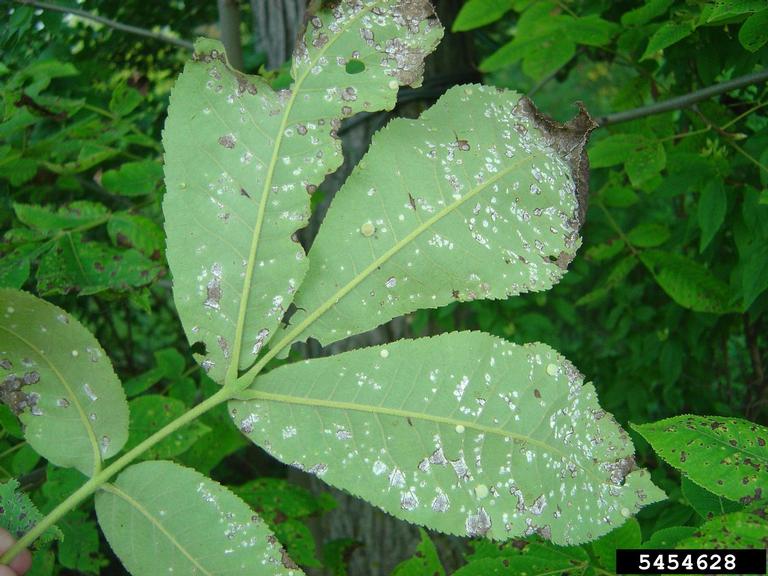 Downy Leaf Spot of Hickory and Walnut