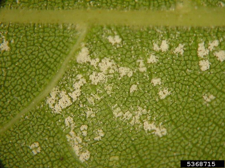 Downy Leaf Spot of Hickory and Walnut