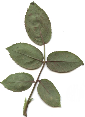 Downy Mildew of Ornamentals