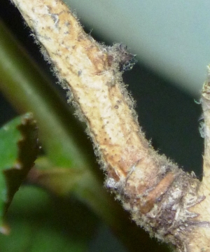 Downy Mildew of Ornamentals