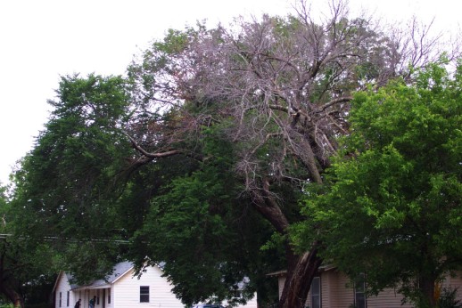 Dutch Elm Disease