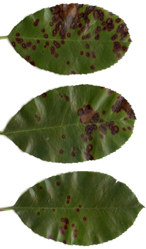 Entomosporium Leaf Spot