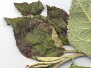 Fire Blight on Ornamentals