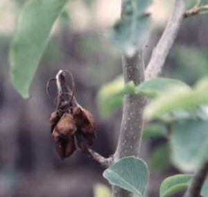 Fire Blight on Ornamentals