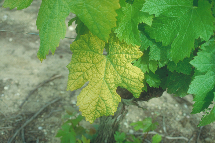 Grapevine Fanleaf Virus