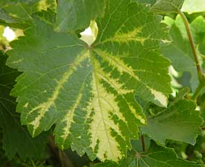 Grapevine Fanleaf Virus