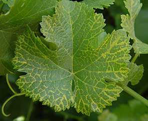 Grapevine Fanleaf Virus