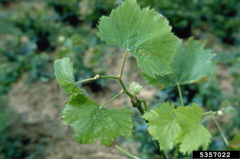 Grapevine Fanleaf Virus