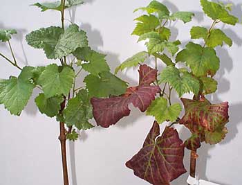 Grapevine Leafroll Viruses