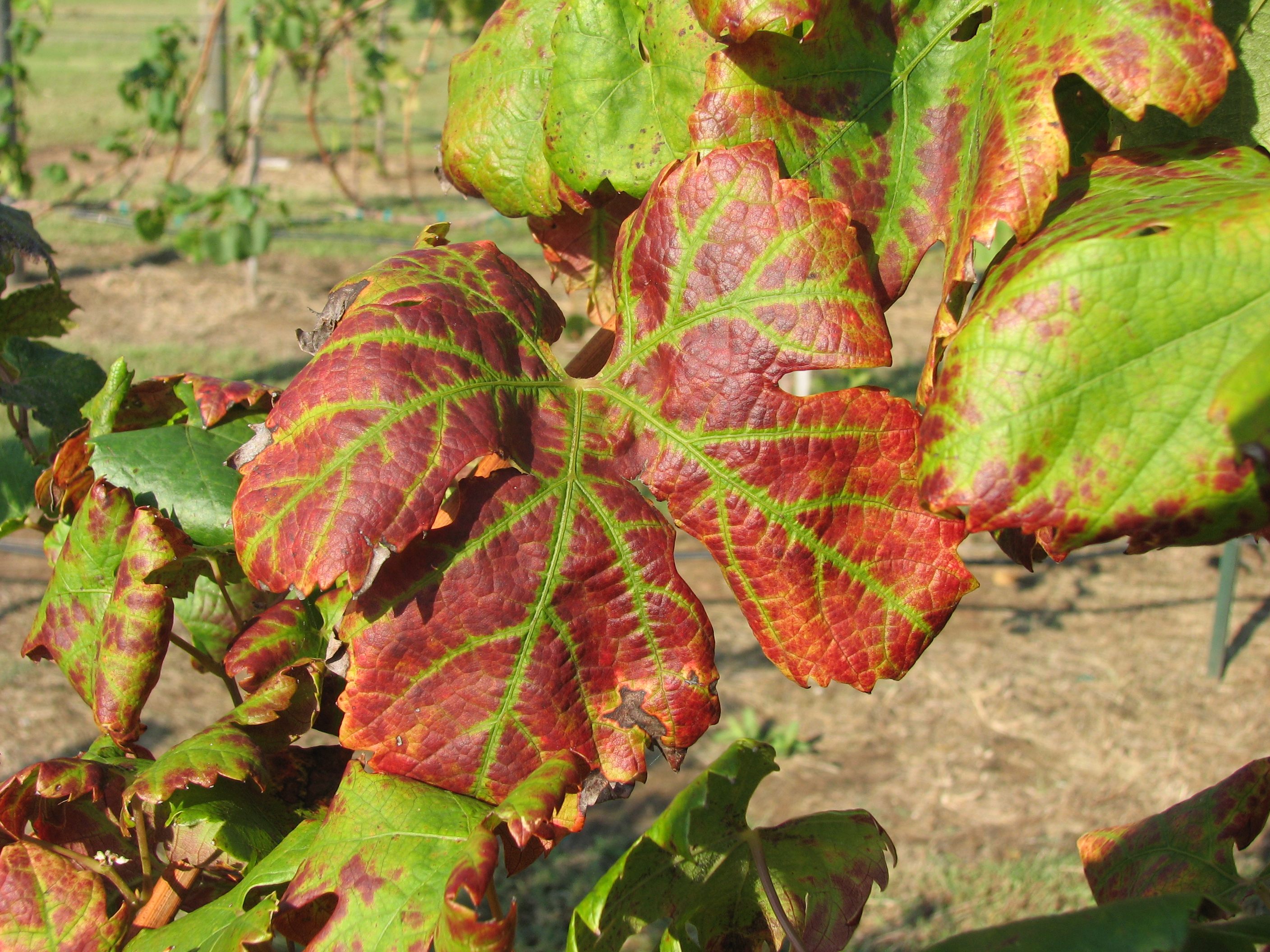 Grapevine Leafroll Viruses