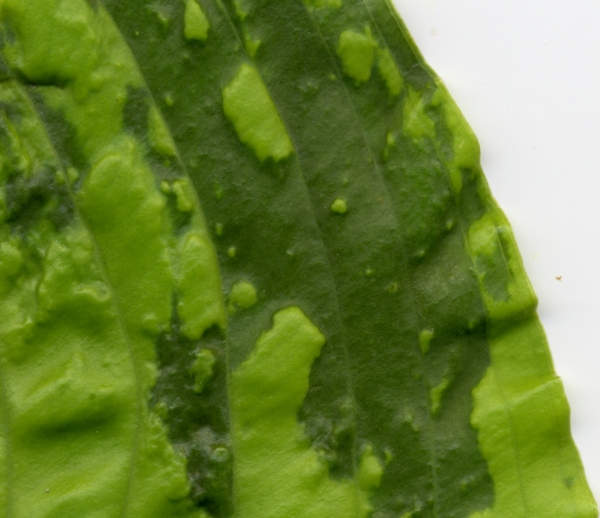 Hosta Virus X Oklahoma State University