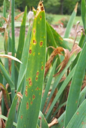 Iris Leaf Spot Disease