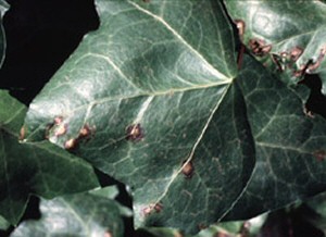 Ivy Leaf Spot
