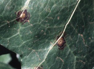 Ivy Leaf Spot