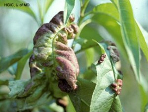 Leaf Curl of Peaches