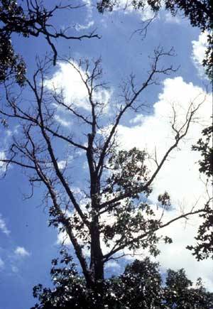 Tree that has oak decline. Tree that has oak decline.