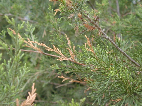 Close up of phomopsis blight of junipers. 
