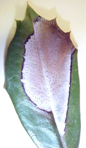 Holly wiht phyllosticta leaf spot. Holly wiht phyllosticta leaf spot.
