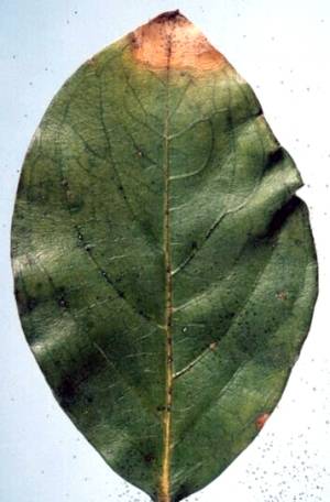 Crape myrtle with phyllosticta leaf spot. Crape myrtle with phyllosticta leaf spot.