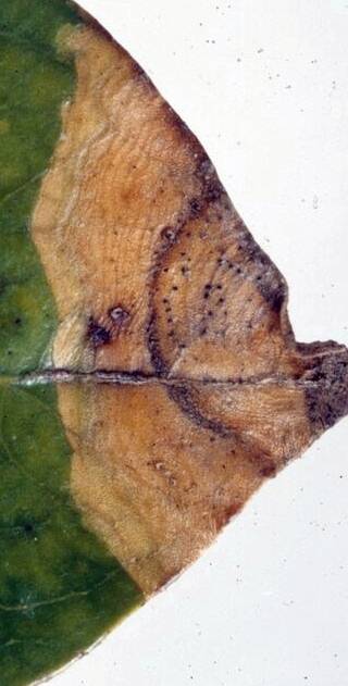 Close up of crape myrtle. Close up of crape myrtle.