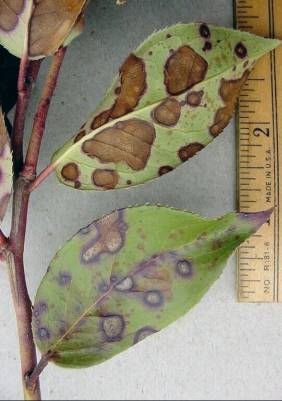 Leucothoe. Leucothoe.